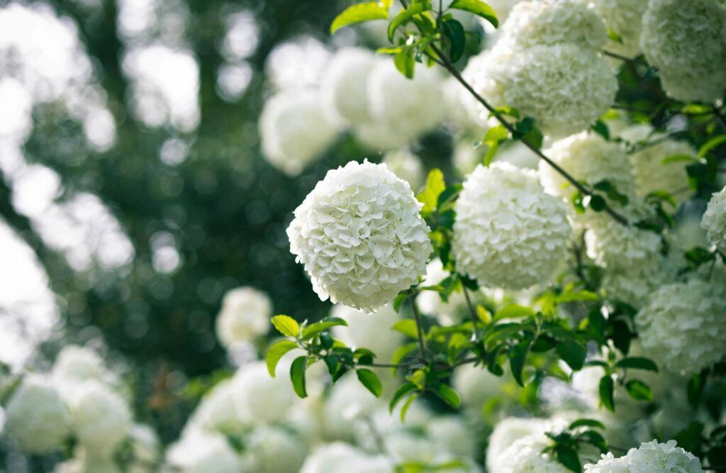 Viburnum Schneeball Blueten freiland