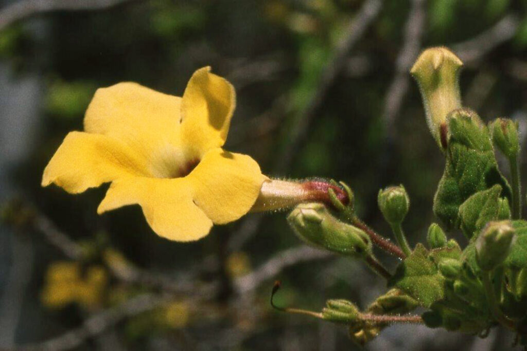 Uncarina Turicana Madagascar