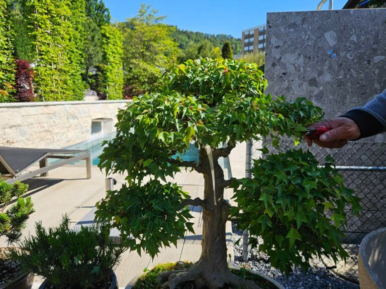 Der Bonsai, ein Höhepunkt im Garten Gartencenter Hoffmann